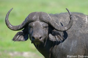 African Buffalo