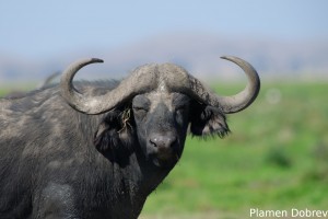 African Buffalo