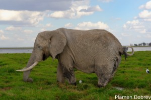 African Elephant