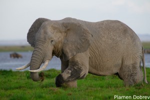 African Elephant