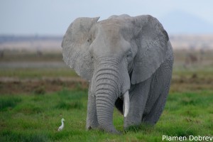 African Elephant