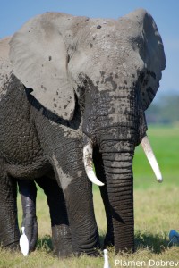 African Elephant