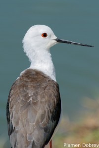 Black-winged Stilt