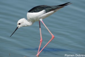 Black-winged Stilt