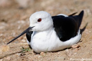 Black-winged Stilt