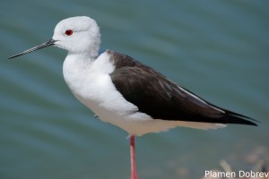 Black-winged Stilt