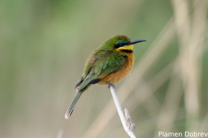 Cinnamon-chested bee eater
