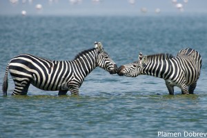 Common Zebra