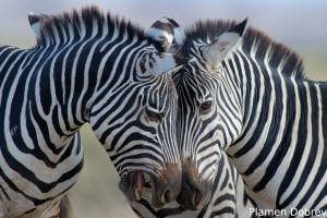 Common Zebra