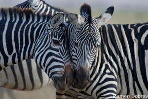 Common Zebra