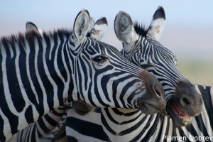Common Zebra