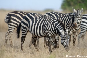 Common Zebra