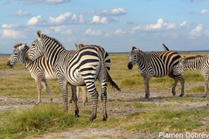 Common Zebra