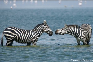 Common Zebra