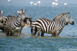 Common Zebra