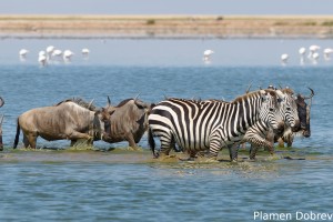 Common Zebra & Wildebeest