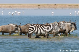 Common Zebra & Wildebeest