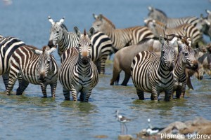 Common Zebra