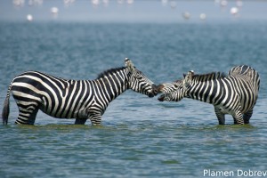 Common Zebra