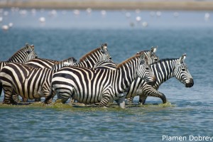 Common Zebra