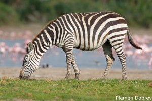 Common Zebra