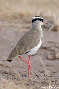 Crowned Lapwing