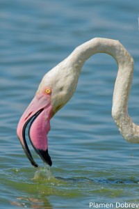 Greater Flamingo
