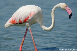 Greater Flamingo