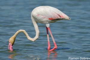 Greater Flamingo