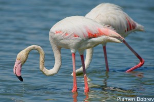 Greater Flamingo