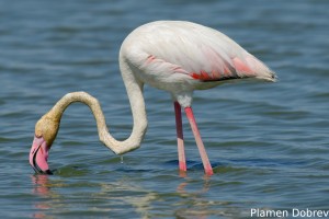Greater Flamingo