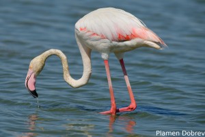 Greater Flamingo