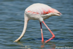 Greater Flamingo
