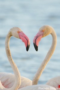 Greater Flamingo