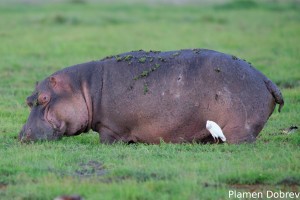Hippopotamus