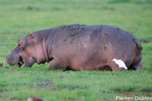 Hippopotamus