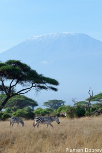 Kilimanjaro