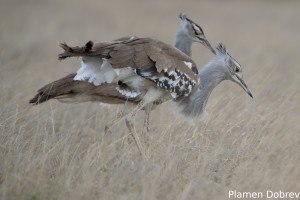 Kori Bustard