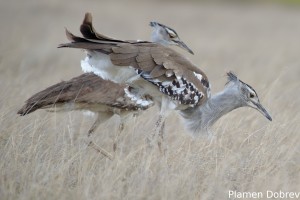 Kori Bustard