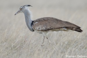 Kori Bustard
