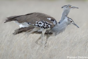 Kori Bustard