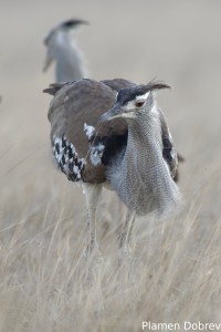 Kori Bustard
