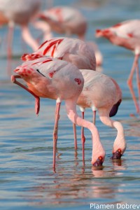 Lesser Flamingo