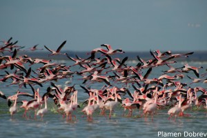 Lesser Flamingo