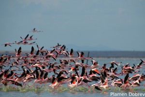 Lesser Flamingo