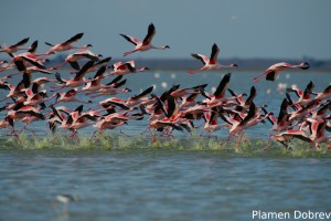 Lesser Flamingo