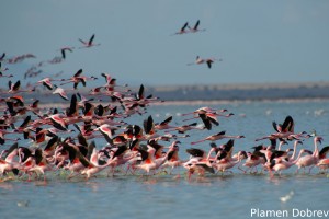 Lesser Flamingo
