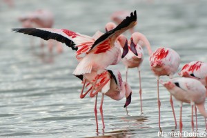 Lesser Flamingo