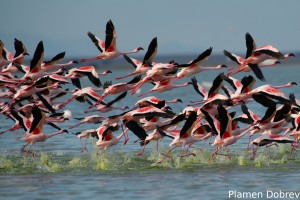 Lesser Flamingo