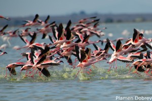 Lesser Flamingo